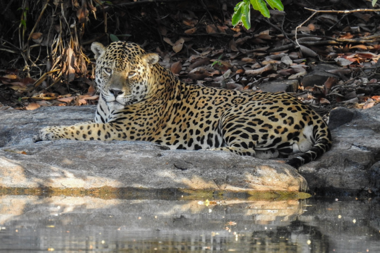 Imagem de capa do projeto